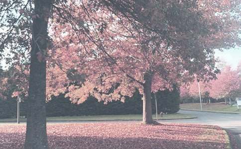 �＾��ѧ�ܽἯ��5ƪ