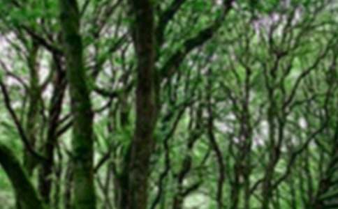 【推荐】森林防火高中作文4篇