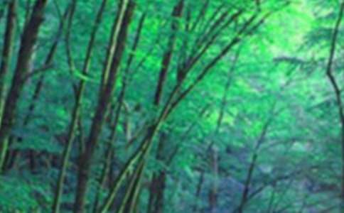 《失踪的森林王国》说课稿