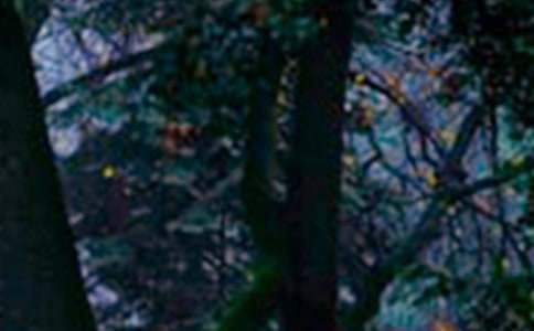 有关森林高中作文集锦七篇