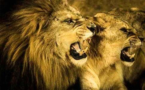 ʨ�Ӻ�¹�̰�