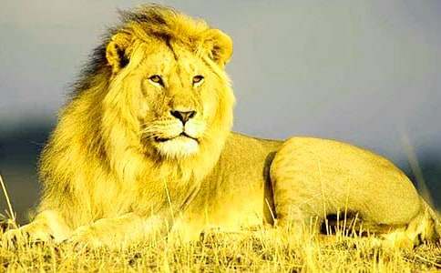 《小狮子》教学设计