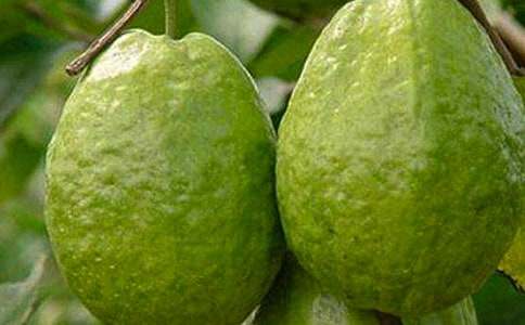 《石榴》教学设计