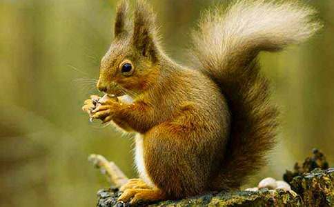 С�����һ���˵�θ�