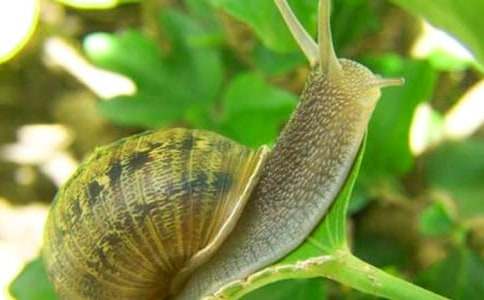 С��ţ��ѧ��˼