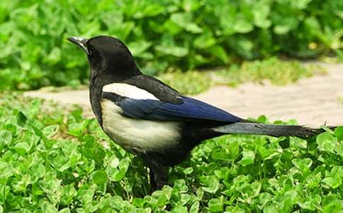 二年级《枫树上的喜鹊》教学反思范文