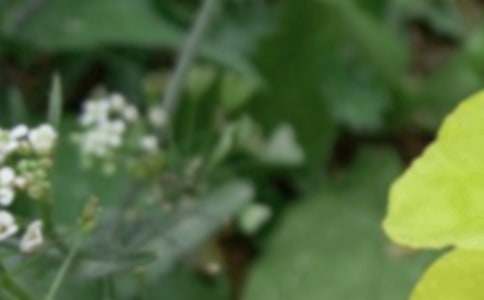 �������������ʺ���