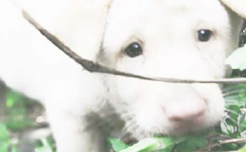 Сѧ���ģ��ɰ���С��������