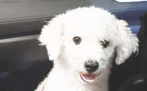 ��ѡС��Сѧ����400��4ƪ