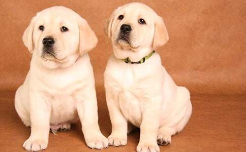 ���ر���С��Сѧ����300��3ƪ