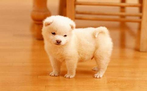 Сѧ���ɰ���С�����Ļ����ƪ