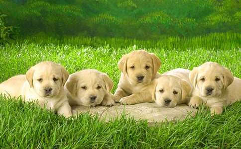 我喜欢的小狗小学作文(精选15篇)