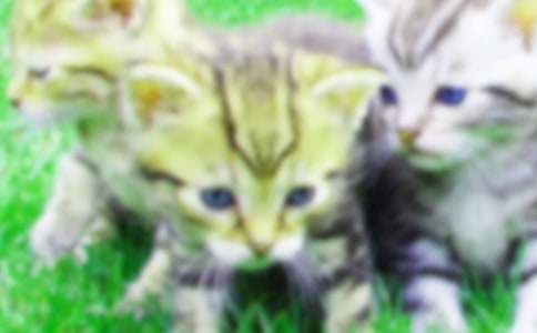 Сѧ��Сè���ļ�����ƪ