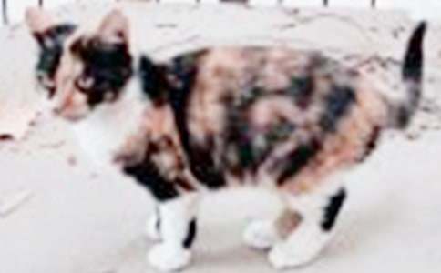 ���ر���СèСѧ���Ļ���ƪ