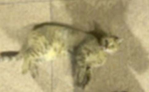 ��ʵ�á�СèСѧ���ľ�ƪ