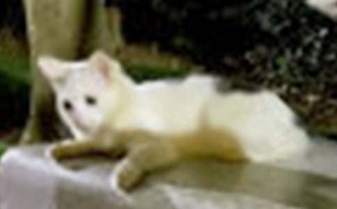 ����ѡ��СèСѧ����300�ֻ��ܰ�ƪ