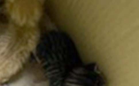 【必备】小学生小猫作文合集七篇