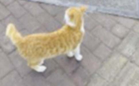 �Ҽҵ�СèСѧ���Ļ��15ƪ