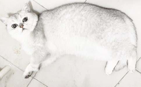 有关小学小猫作文300字锦集八篇