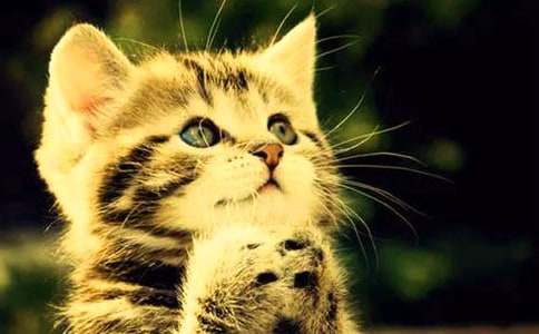 【精品】小猫小学作文300字汇编五篇