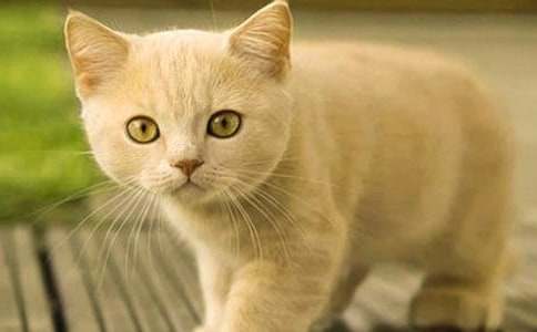 关于小学生小猫作文汇总9篇