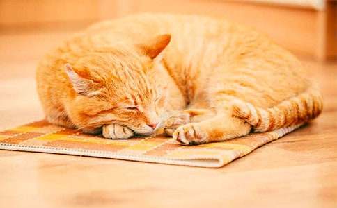 �й�СèСѧ����600�ֻ����ƪ