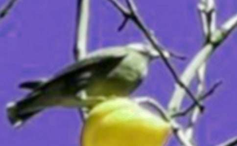 【推荐】小鸟想象作文