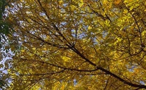 ���Ƽ���2026����ܰ���簲����Ȧ�ʺ��Ｏ��47��