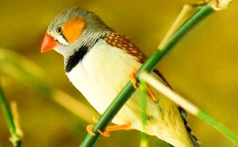 关于《珍珠鸟》教学设计4篇