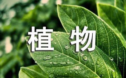 精选植物状物作文300字9篇