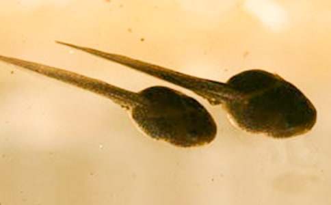 小蝌蚪找妈妈说课稿优选15篇