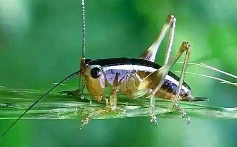 蟋蟀的住宅教学设计(集合15篇)